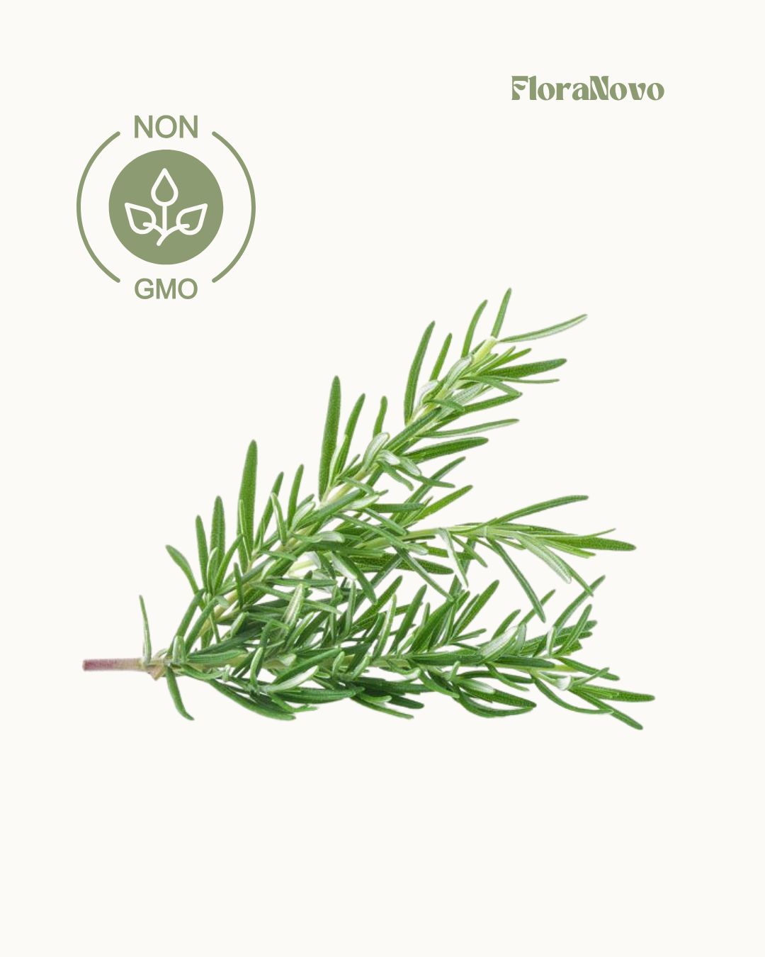 Rosemary Seeds (35 GMO free seeds)