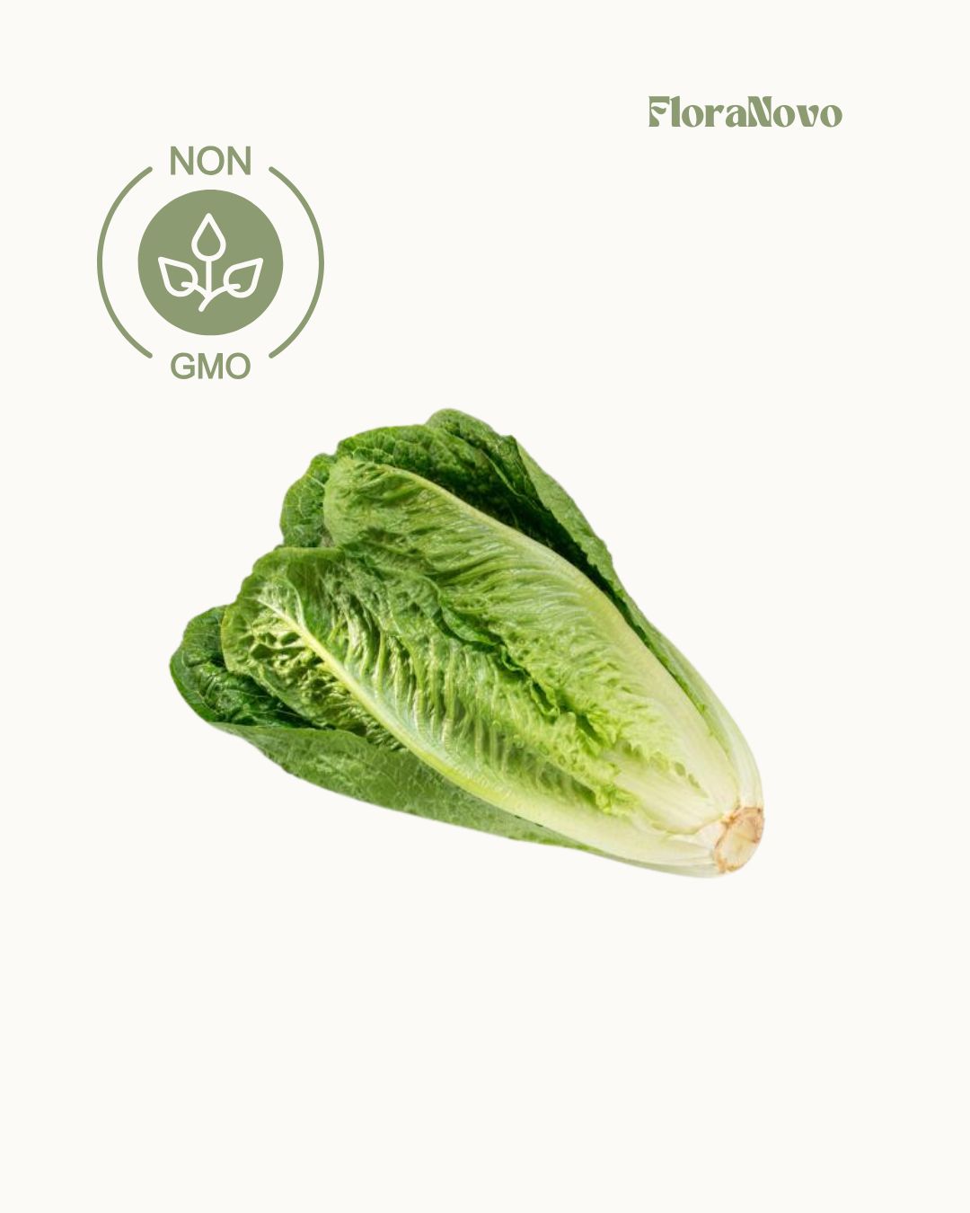 Romaine Lettuce Seeds (Lifetime supply of over 1,000 GMO free seeds)