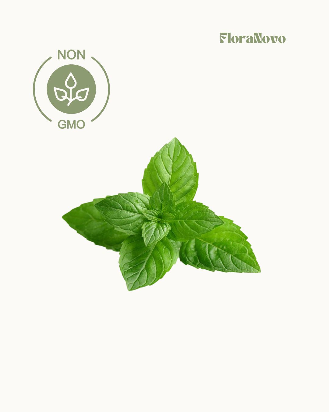 Peppermint Seeds (Lifetime supply of over 1450 seeds)