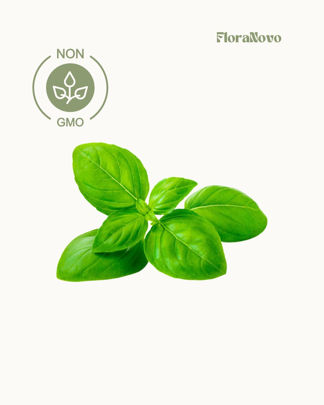 Basil Seeds (Lifetime supply of over 300 GMO free seeds)